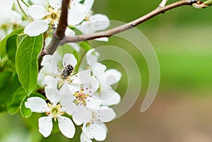 Apple tree blossoms in spring and the bee