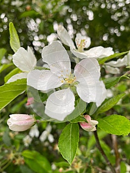 Apple tree blossoms in spring, close-up.
