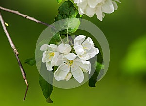 Apple tree blossoms in spring close-up on green background