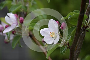 Apple tree blossoms