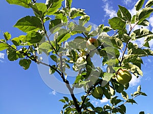 Apple tree blue sky