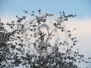 Apple tree on the blue sky with white clouds background. Beautiful spring natural landscape