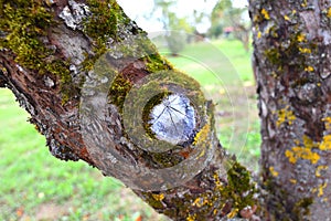 Apple-tree bole photo