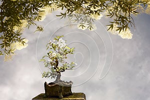 Apple tree bonsai background