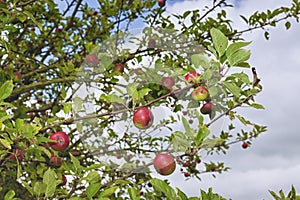 Apple tree branch