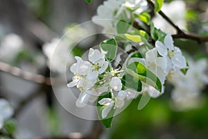 Apple tree branch with abloom in sunlit garden in springtime season. A lot of white delicate flowers on blurred bokeh background. photo