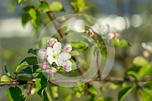 Apple tree branch in bloom. Beautiful nature scene with blooming trees and sun flare. Beautiful orchard. Springtime