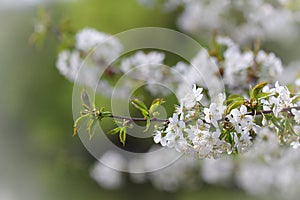 Apple tree branch in bloom in spring