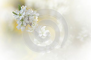 Apple tree branch in bloom in springtime