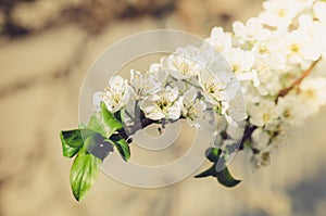 Apple tree branch in bloom/Sunny day. Beautiful Orchard. Springtime. Spring flowers