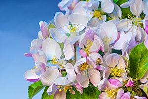 Apple Tree Branch with Blooming Flowers Close Up