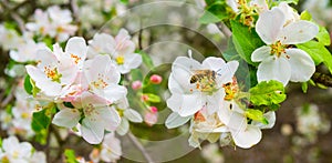 apple tree branch in a blossom