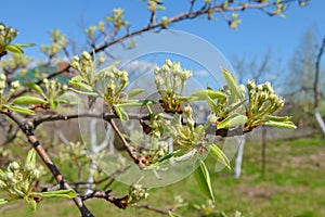 Apple tree branch with blossoming buds