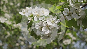 Apple tree branch blossoming spring