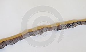 apple tree branch damaged by white leafhopper