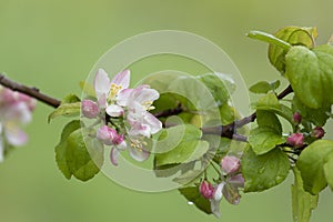 Apple-tree branch with flowers