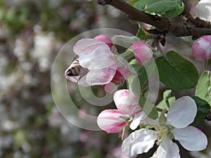 Apple tree branch with flowers and a bee in a flower