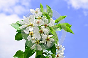 Apple-tree branch in flowers blossoms in the spring against the background of clouds and the blue sky