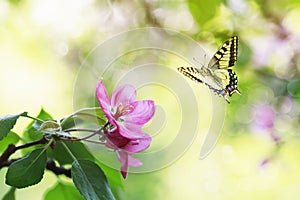 An apple tree branch with flowers in the May spring sunny garden and a butterfly flutters