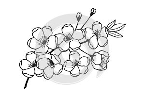 Apple tree branch with flowers. Vector stock illustration eps10. Hand drawing.