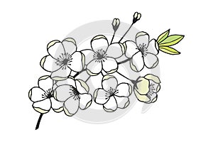 Apple tree branch with flowers. Vector stock illustration eps10. Hand drawing.