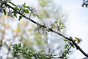 Apple tree branch full of beautiful delicate blossoms