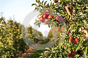 Apple tree branch full of red organic apples, growing in an orchard. Apple harvest