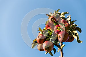 Apple tree branch full of red organic apples, growing in an orchard. Blue sky background