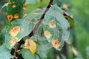 Apple tree branch with green leaves affected by a fungal disease rust. photo