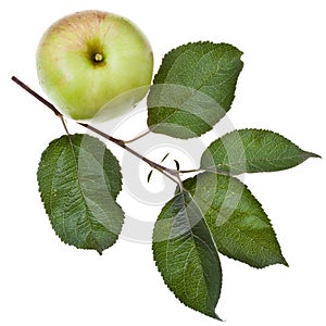 Apple tree branch with green leaves