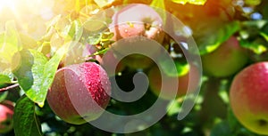 Apple tree branch with Organic red apple on blurred green nature garden background