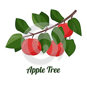 Apple tree branch. Picking apples. Harvesting. Branch with ripe apple isolated on a white background. Vector flat