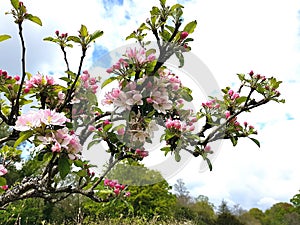 Apple tree branch with pink blossom in full bloom.