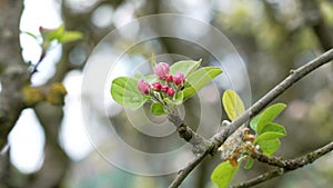 Apple tree branch with pink flower buds in orchard close up.