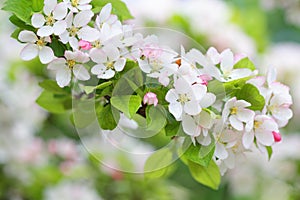 Apple tree branch with pure white blossoms