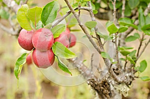 Apple tree photo