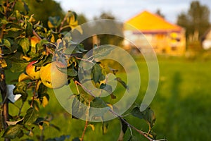 Apple tree branch with ripe red and yellow apples on the background of the garden and farmhouse