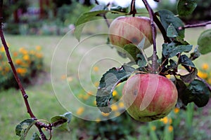 Apple tree branch with ripe striped apples in the autumn garden, close-up, side view