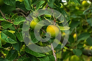 Apple tree branch with ripening juicy apples under bright sunlight. Summer harvest in the garden. Organic gardening and