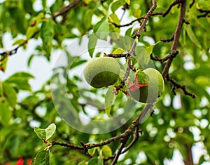 Apple tree branch with ripening juicy apples under bright sunlight. Summer harvest in the garden. Organic gardening and