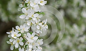 Apple tree branch with white flowers .