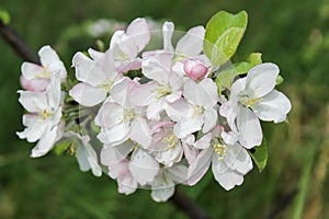 Apple tree branch with white flowers in spring