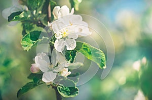Apple tree branch with white flowers in spring garden close up. Concept of the awakening of nature
