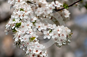 Apple tree branches with flowers