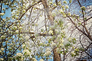 Apple tree branches full of white blossoms