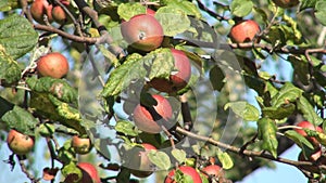 Apple Tree Branches in Orchard, Red Jonathan, Ecological Fresh Fruits, Autumn Harvest in Mountains, Horticulture Industry
