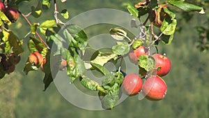 Apple Tree Branches in Orchard, Red Jonathan, Ecological Fresh Fruits, Autumn Harvest in Mountains, Horticulture Industry