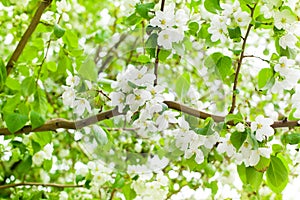 Apple tree branches, white blooming flowers closeup, fresh green leaves blurred background, beautiful spring cherry blossom sakura