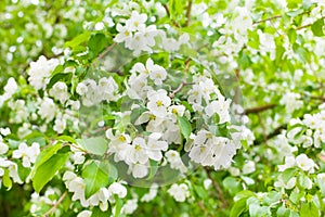 Apple tree branches, white blooming flowers closeup, fresh green leaves blurred background, beautiful spring cherry blossom sakura
