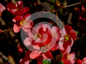 Apple tree bright red and pink blossom in spring time